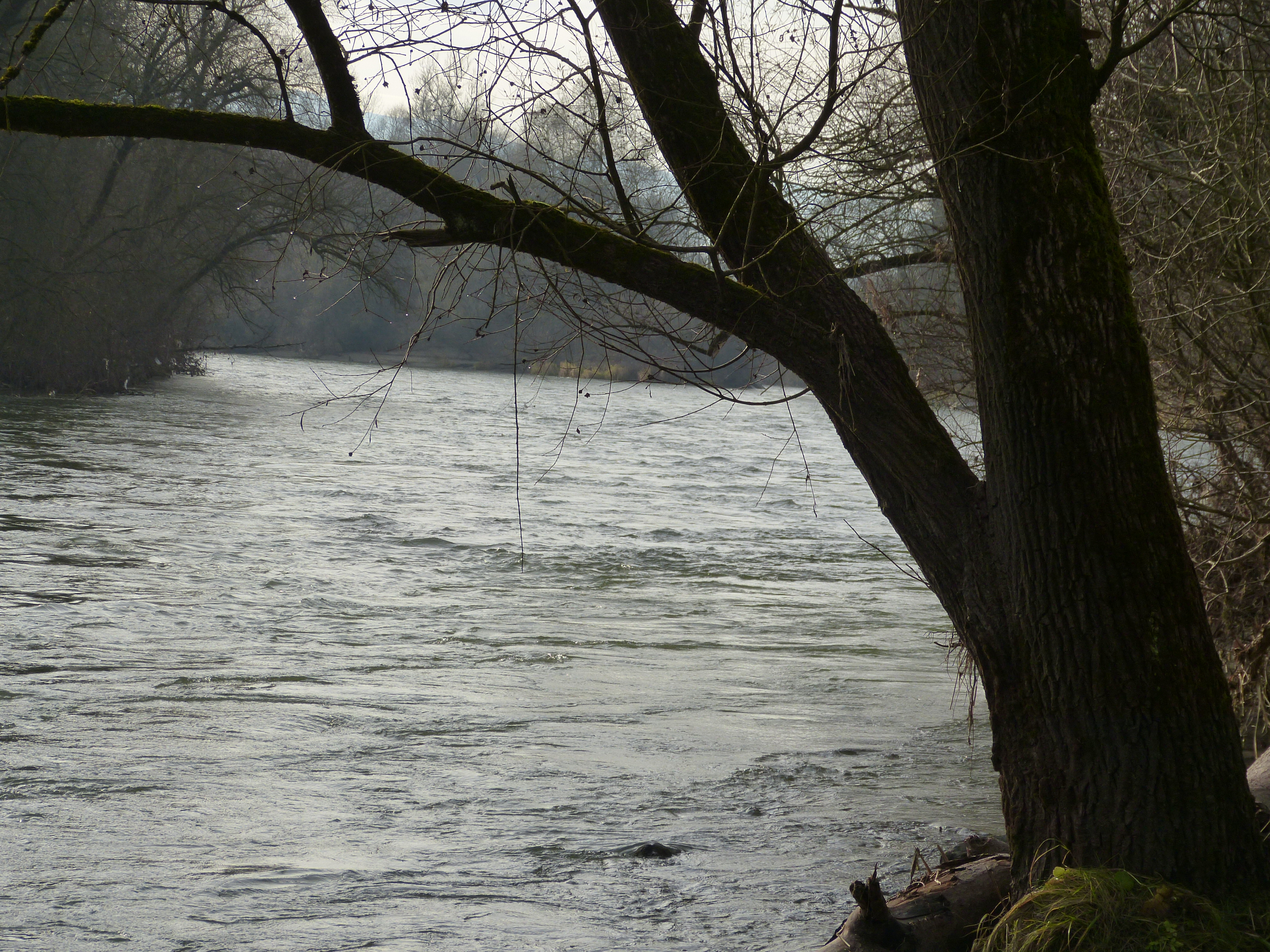 20121130-huchenfischenfredimoser-14