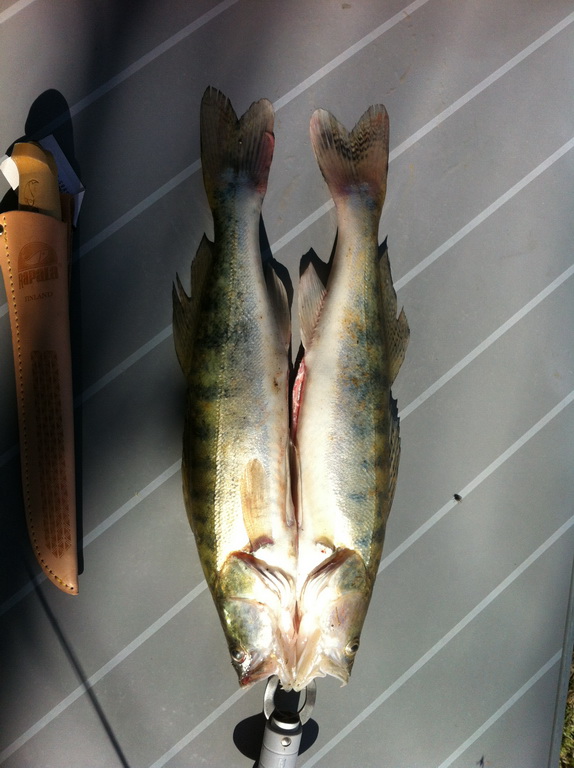 20140321-fischen-am-ebro-05