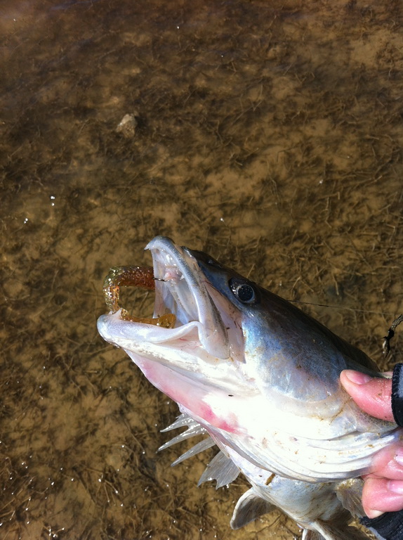 20140321-fischen-am-ebro-09