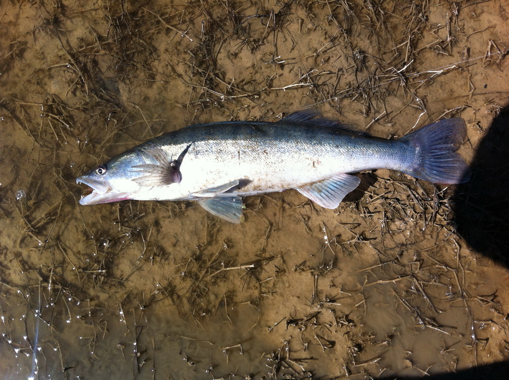 20140321-fischen-am-ebro-10
