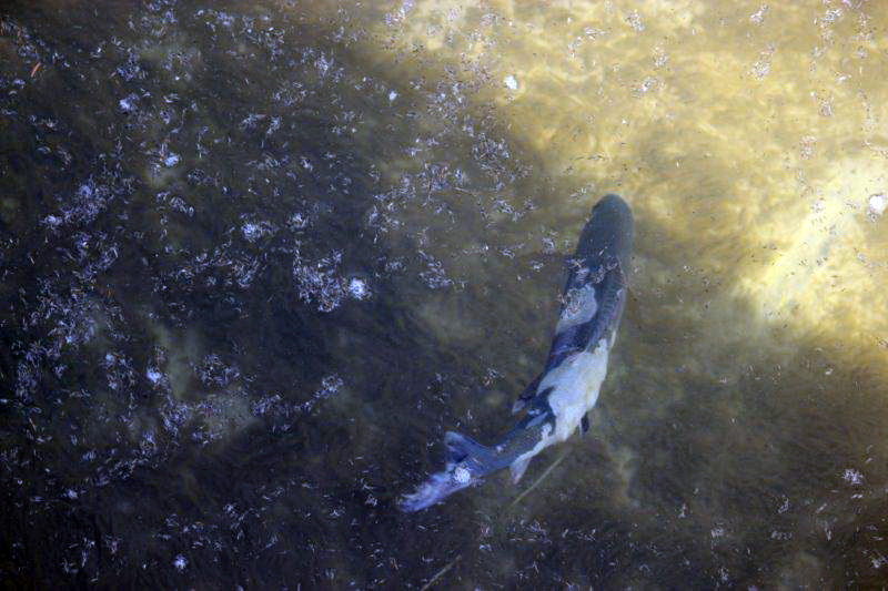 20140327-aeschenverpilzung-aare-01