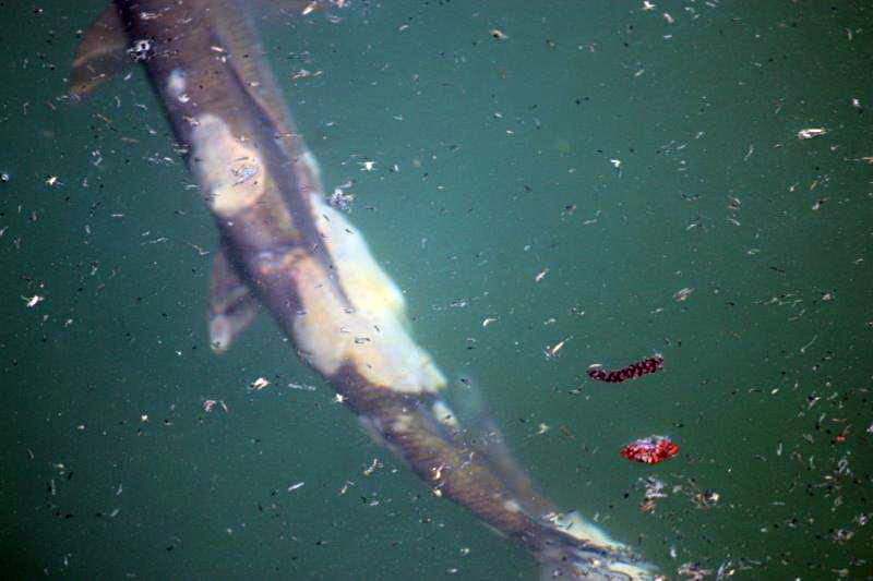 20140327-aeschenverpilzung-aare-03