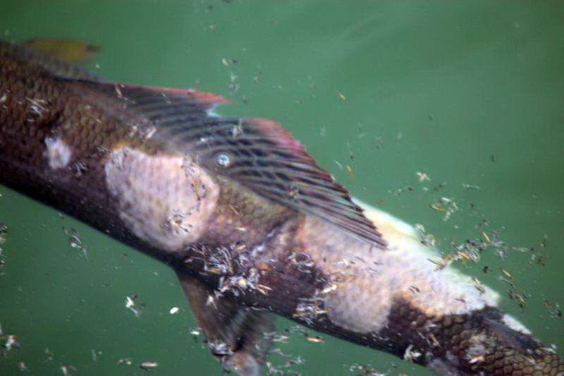 20140327-aeschenverpilzung-aare-04