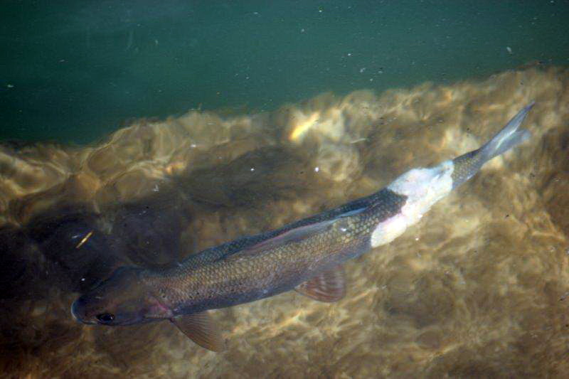 20140327-aeschenverpilzung-aare-05