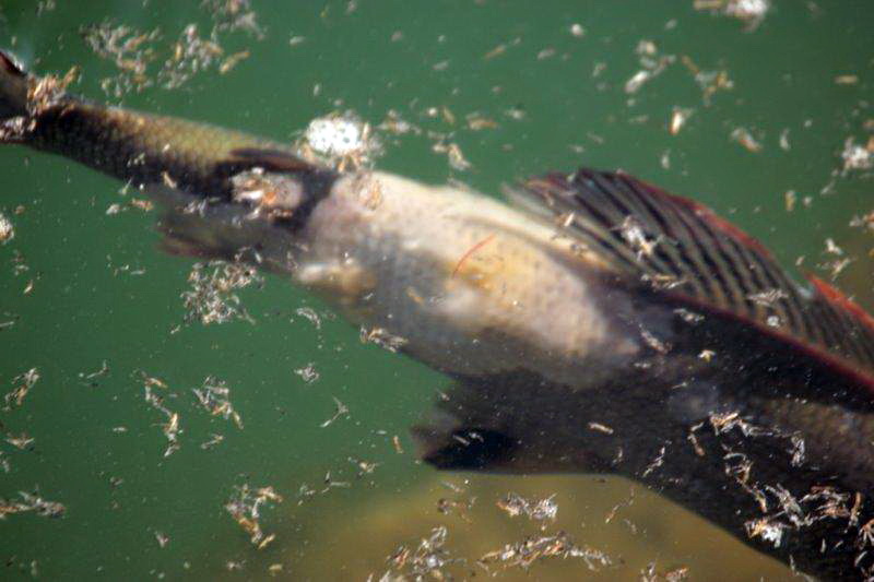 20140327-aeschenverpilzung-aare-09