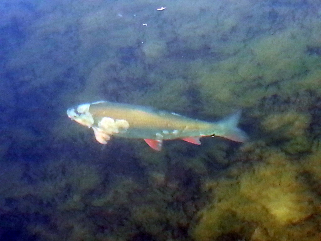 20140330-nasenverpilzung-01