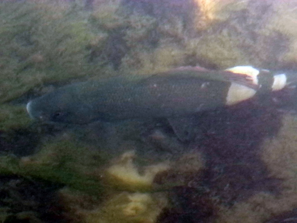 20140330-nasenverpilzung-03