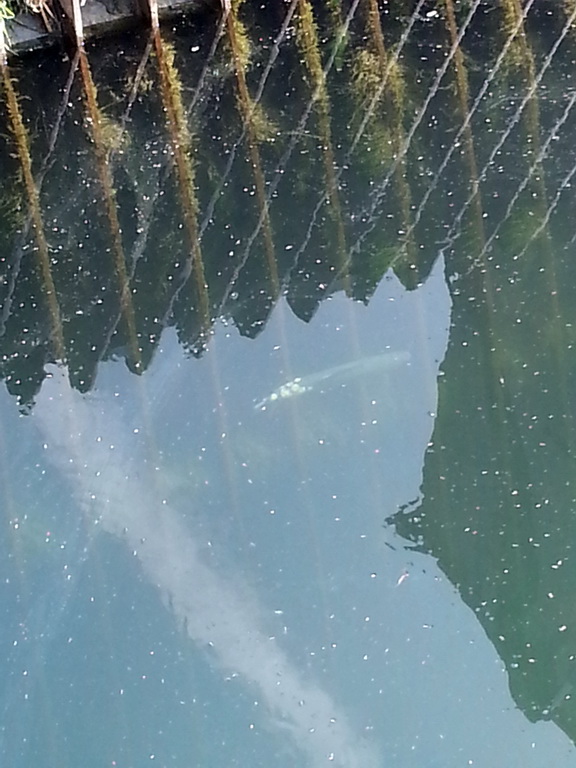 20140330-nasenverpilzung-04