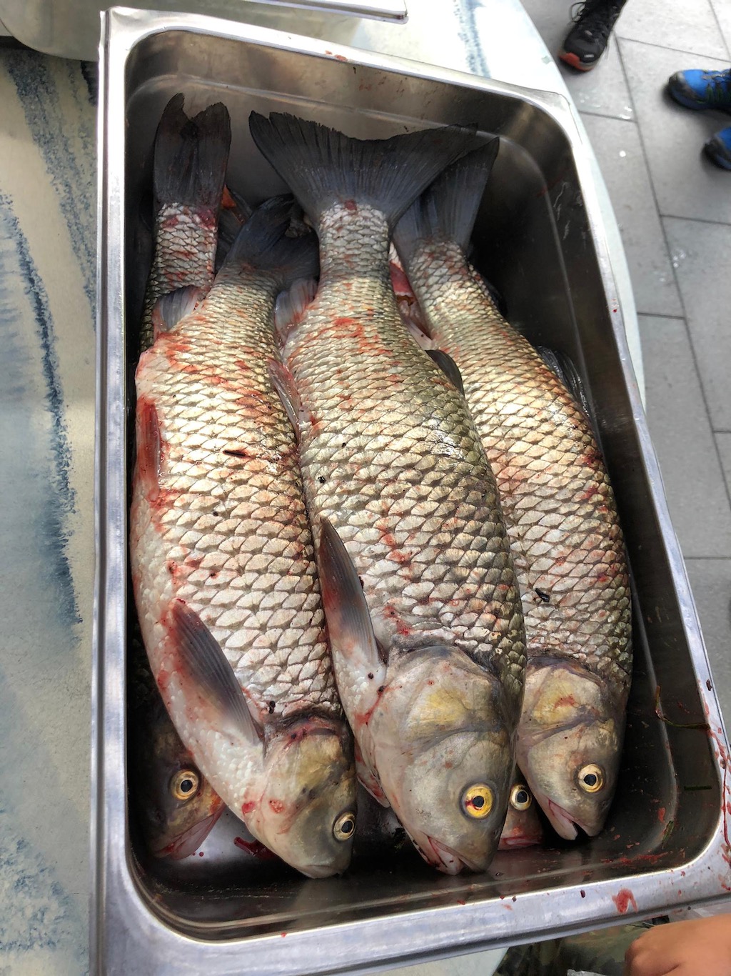 1d36f260-4bbb-4971-83ce-3cd0a302a6e9